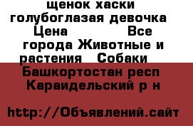 щенок хаски  голубоглазая девочка › Цена ­ 12 000 - Все города Животные и растения » Собаки   . Башкортостан респ.,Караидельский р-н